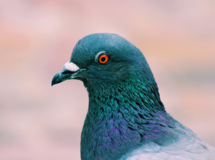 pigeon